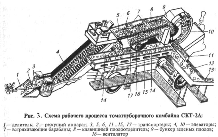 Схема рабочего процесса томатоуборочного комбайна СКТ - 2А