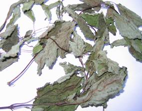 image008_11_75eccba090e1af375103675e628c38c0 Инфракрасная сушильная камера