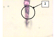 image012_1_69366ef9a8f9be7bfce12dd28d4688f5 Применение метода спектрально-феррографического анализа для диагностики технического состояния дизельного двигателя